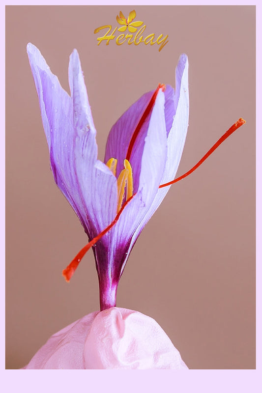 Saffron’s Secrets: Health Benefits, History, and Why It’s Called Red Gold